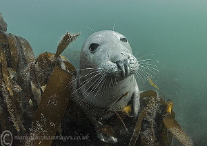 Grey seal - Farne Islands by Mark Thomas 